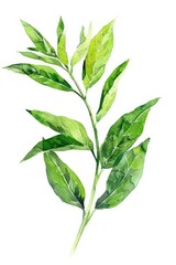 Aromatic Lemon Verbena Herb Tea Illustration in Watercolor Style