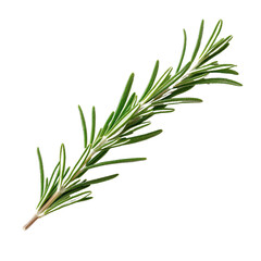 Fototapeta premium Close-up of a fresh rosemary sprig isolated on a white background, showcasing its vibrant green leaves and culinary use.