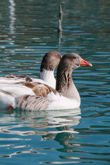 White and brown ducks swimming in the green lake