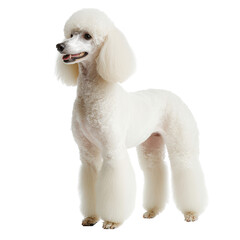 Elegant white poodle standing on a white background, showcasing its well-groomed coat and poised posture, perfect for pet-themed content.