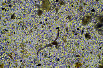 Soil under the microscopy, looking at sand, silt and clay and soil biology, amoebae, fungi, fungal, microbes and nematodes in a cattle farm in australia. 
