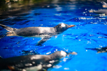 Obraz premium Graceful Penguin Swimming in a Crystal-Clear Pool