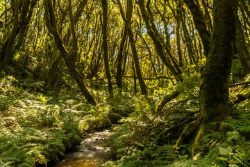 laurel forest on the island of La Gomera
