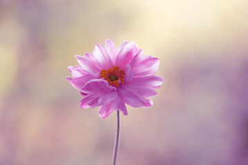 Różowy kwiat zawilca japońskiego, tapeta. © Elżbieta Kaps