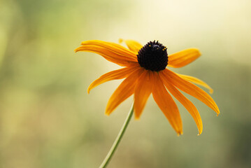 Kwiaty rudbekii, piękne kwiatowe tło, tapeta.  © Elżbieta Kaps