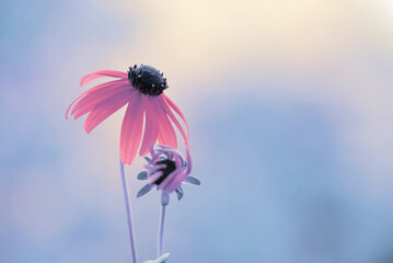 Kwiaty rudbekii, piękne kwiatowe tło, tapeta.  © Elżbieta Kaps