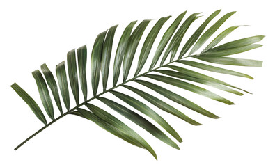 Fototapeta premium Tropical green palm leaf, cut out