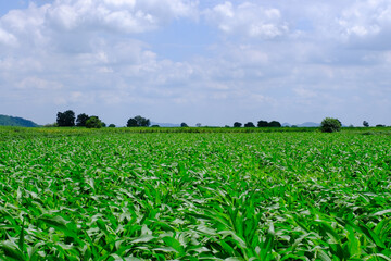 Corn crop field Landscap plant