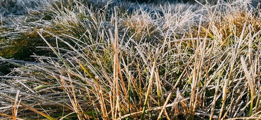 Close up young grass plants green wheat growing on agricultural field, agriculture, morning frost on leaves