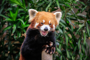 Naklejka premium Red Panda Displaying Playful Expression
