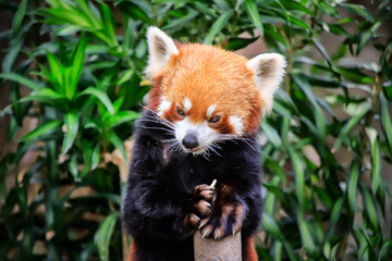 Fototapeta premium Red Panda Displaying Playful Expression in a Park