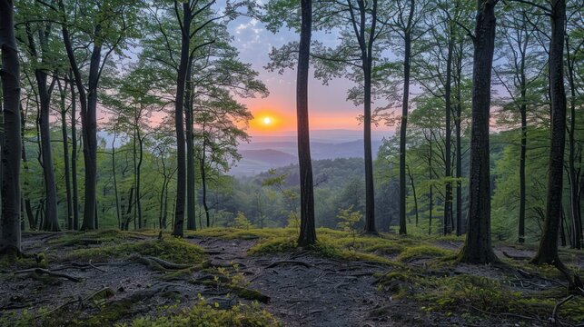Palatinate Forest, Evening mood, Dahner Felsenland, Palatinate, Rhineland-Palatinate,
