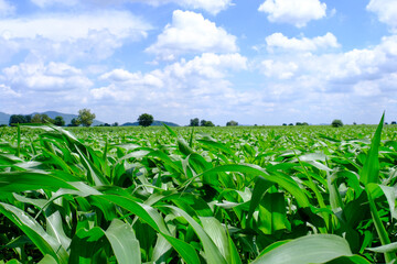 Corn crop field Landscap plant