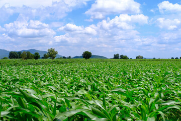 Corn crop field Landscap plant