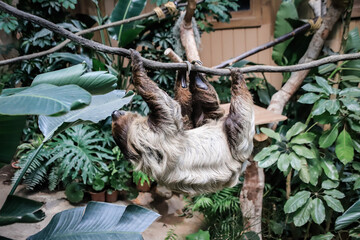 Naklejka premium Two-Toed Sloth Hanging from a Tree Branch