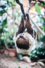 Two-Toed Sloth Relaxing Upside Down on Tree Branch