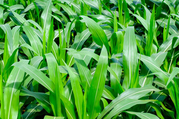 Corn crop field Landscap plant