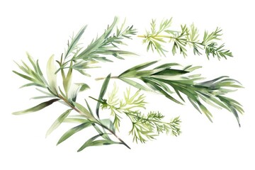 Fototapeta premium Hand-drawn Watercolor Herbal Composition with Wormwood and Sagebrush on White Background