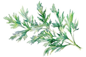 Obraz premium Hand-drawn Watercolor Illustration of Medicinal Wormwood Plant with Essential Oil, Natural and Organic Herb for Health and Aromatherapy