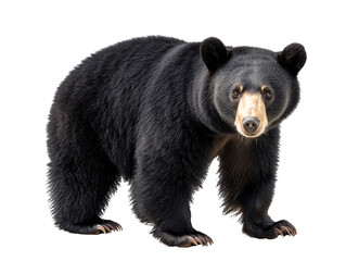 a black bear standing on a white background