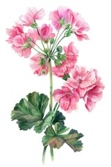 Obraz premium Hand-Painted Illustration of Pelargonium x Asperum Blossom in Pink, Ideal for Aromatherapy and Natural Fragrance Lovers