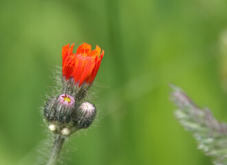 Bud of an orange hawkweed, orange flower, hawkweed blossom, opening orange bud, buds of a flower, Hieracium