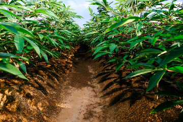 Cassava plants have space to insert text. 