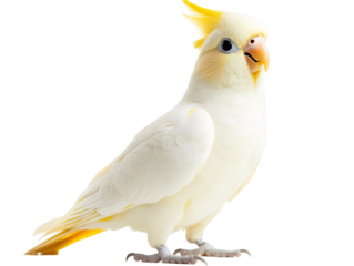 a white bird with yellow feathers