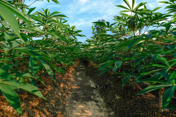 Cassava plants in Thailand 