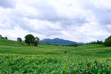 Corn crop field Landscap plant