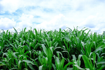 Fototapeta premium Corn crop field Landscap plant