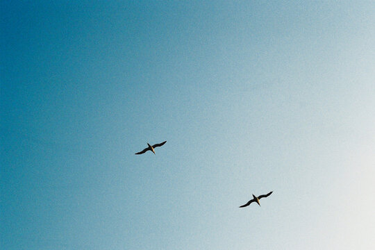 oiseaux dans le ciel