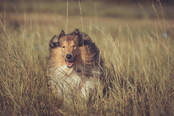 Schöner rough Collie Langhaar dark sable Rüde outdoor Var. 9