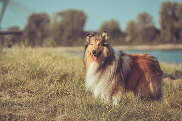 Schöner rough Collie Langhaar dark sable Rüde outdoor Var. 3