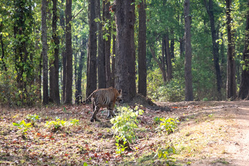 Tiger in the wild jungle of India