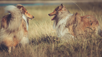 2 rough Collies Langhaar sable schottisch interaktion fletschende Zähne drohen outdoor