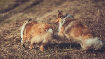 2 rough Collies Langhaar schottisch laufen auf Gras Rückansicht outdoor im Herbst