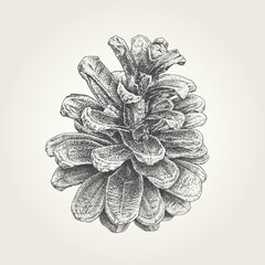 Detailed stippling pine cone vector illustration. Black and white realistic vintage botanical artwork.