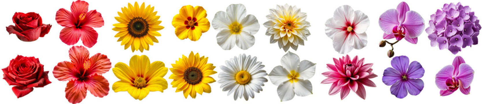 Colorful Flower Collection: A vibrant assortment of beautiful flowers, isolated on a white background, including roses, hibiscus, sunflowers, daisies, orchids, and more. Perfect for floral designs, gr