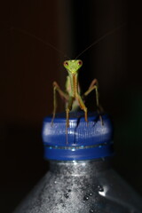 Sharp-Gazing Green Praying Mantis on Wood and Bottle Caps