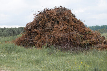 Large heap of fir tree branches in the field in summer