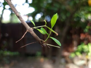 Nature green tree photo