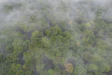 Aerial scene above the forest on Via Transilvanica. Foggy landscape above the green oak trees	
