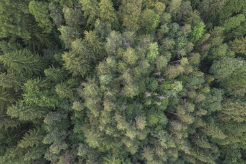 Aerial view above the green pine trees	
