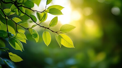 Obraz premium Sunlight hitting green leaves with a smooth, blurred background, capturing a peaceful, natural scene.