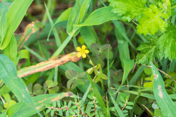 Obraz premium 草むらの中に咲く小さな黄色い花