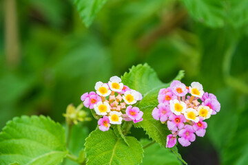 色鮮やかなランタナの花