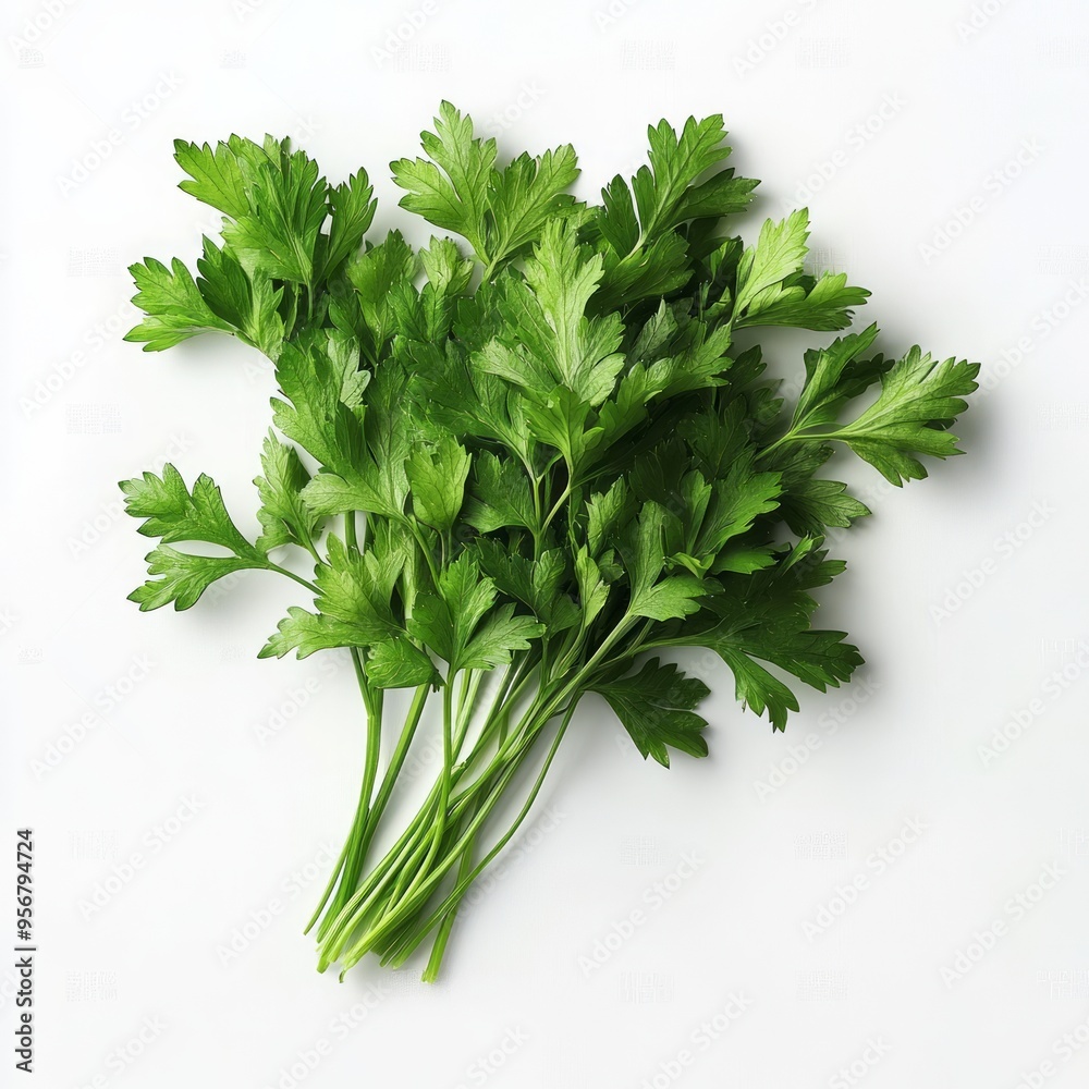 Sticker Fresh parsley sprigs on a white background.