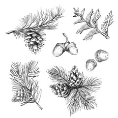 set of elements flowers and leaves and cone. Hand draw illustration, black lines