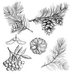 set of elements flowers and leaves and cone. Hand draw illustration, black lines
